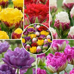 Bulbes de tulipe 'Candy Love' - lot de 20