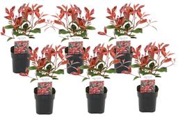 Photinia 'Red Robin' - lot de 6