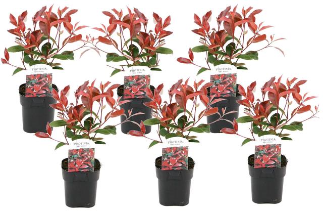 Photinia 'Red Robin' - lot de 6