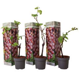 Plants de raisin Rouge - lot de 3