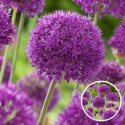 Bulbes d'Allium 'Purple Sensation' - lot de 30