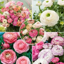 Ranunculus bulbes à fleurs 'Pastel' - mélange de 40