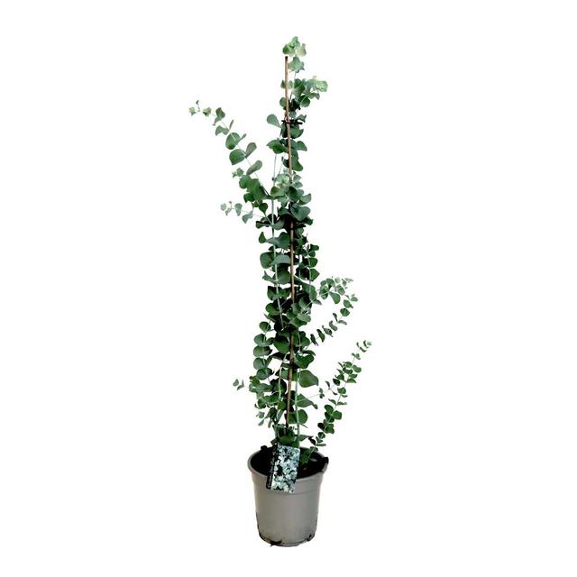 Eucalyptus Silver Dollar sur bâton XL