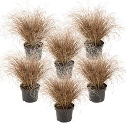 Carex 'Bronco' herbe ornementale - lot de 6