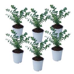 Eucalyptus Baby Blue 'S' - lot de 6