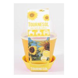 Pot cloche avec graines de tournesol