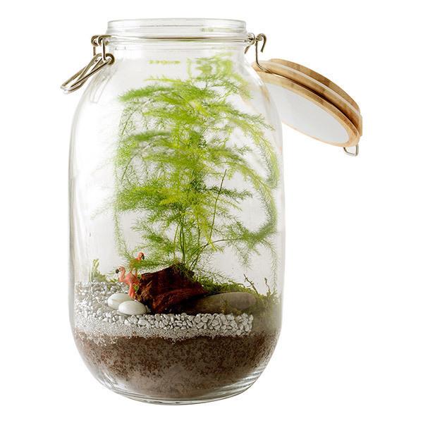 Kit terrarium Asparagus à faire soi-même