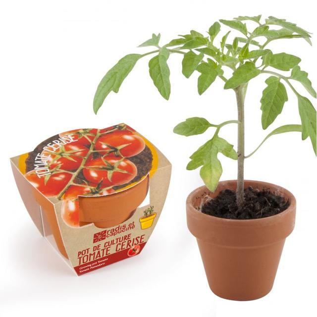 Tomate cerise bio en pot de culture