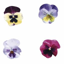 Miniatures en bois 2,5 x 2,5 cm - Fleurs de violette