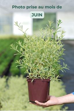 Eriostemon 'Gold Touch' ? - En pot de 3 litres