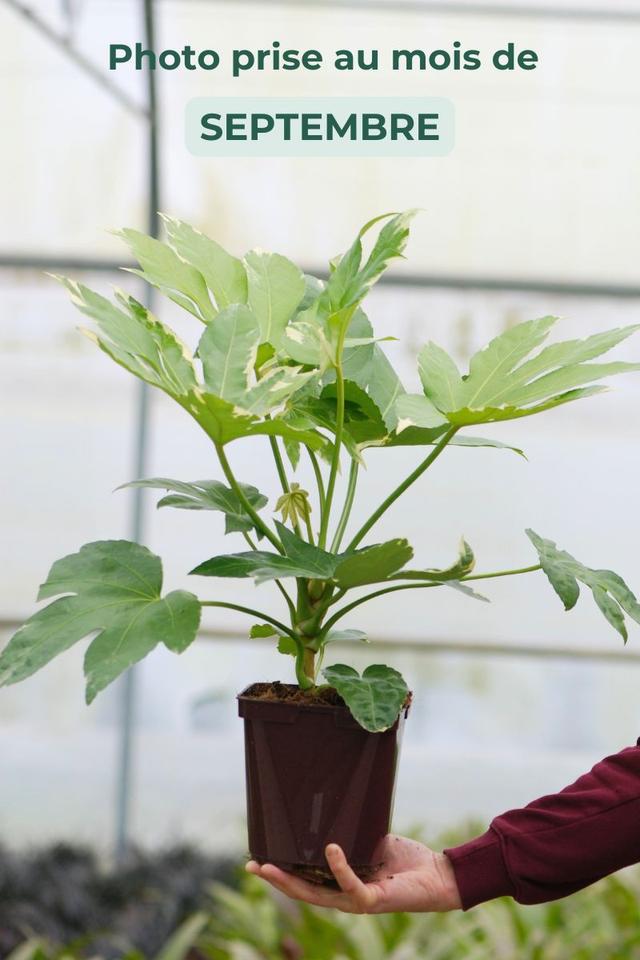 Aralia variegata - En pot de 3 litres