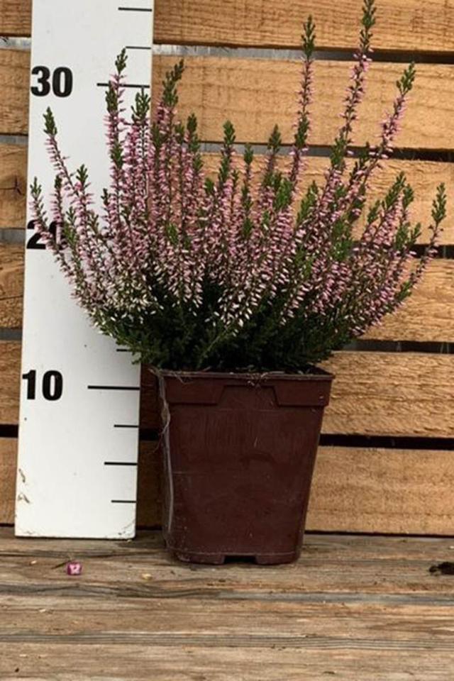 Bruyère d'été 'Pink Bettina' - En pot de 1 litre