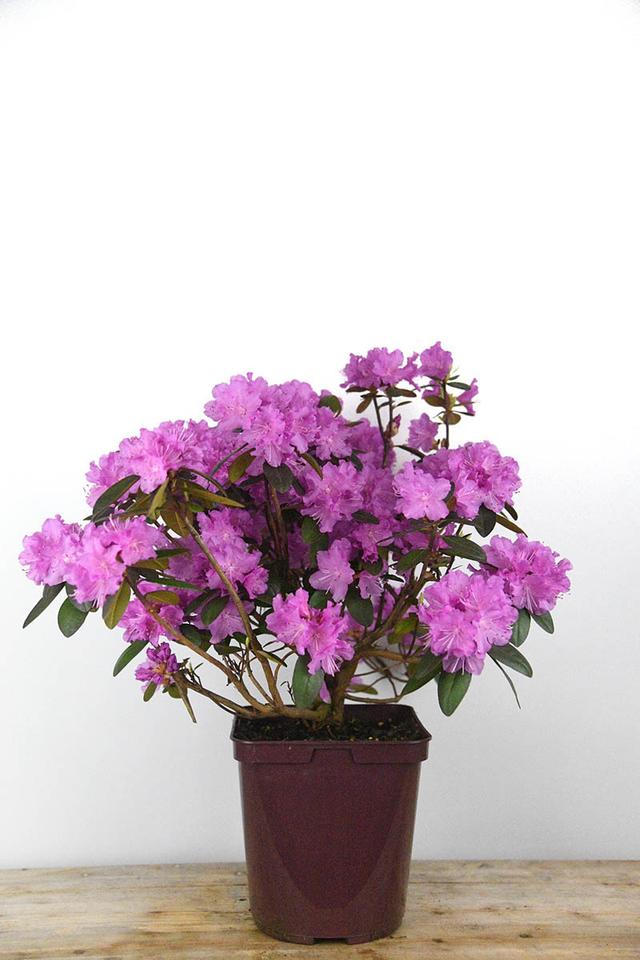 Rhododendron nain 'PJM Regal' - En pot de 4 litres