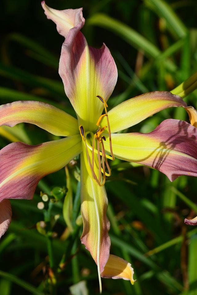 Hémérocalle 'Blushing octopus' - En pot de 2 litres