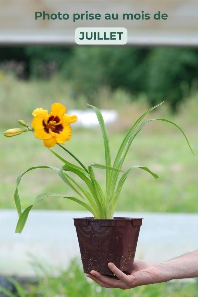 Hémérocalle 'King Georges' - En pot de 2 litres