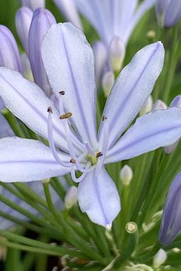 AGAPANTHE hybride 'Crystal blue' - En pot de 3 litres