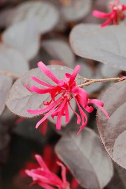 Loropetalum 'Pipa's Red' - En pot de 5 litres