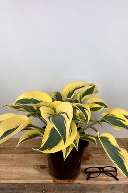 Hosta hybride 'Autumn frost' - En pot de 3 litres