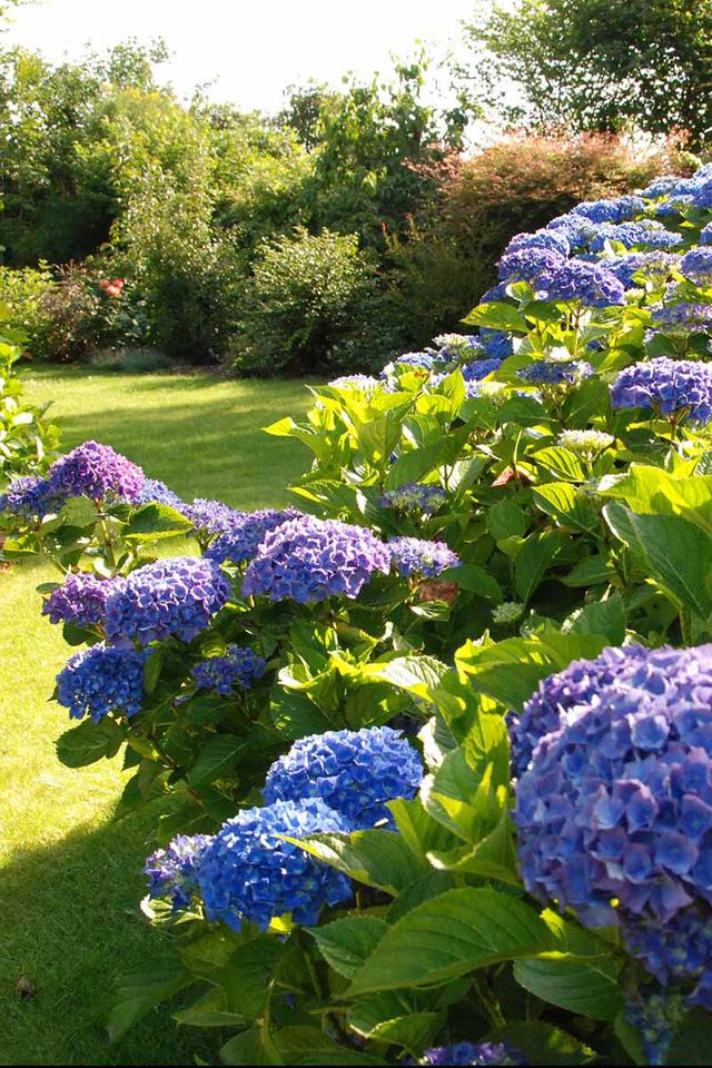 Hortensia bleu 'Mathilde Gutges' - En pot de 2 litres