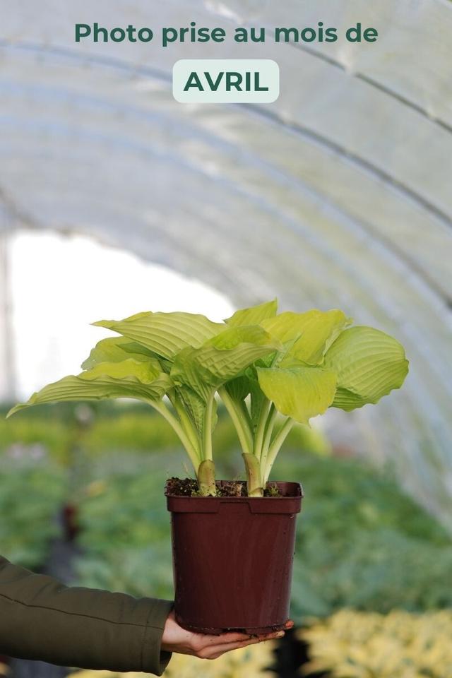 Hosta 'Coast to Coast' - En pot de 3 litres