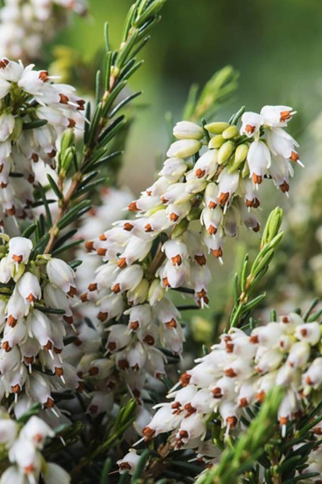 Bruyère d'été 'Bettina' - En pot de 1 litre