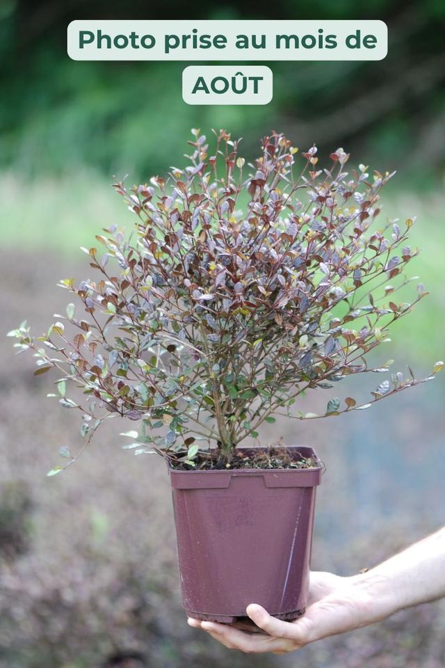 Lophomyrtus 'Purpurea' - En pot de 3 litres