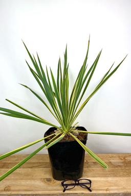 YUCCA filamentosa 'Bright edge' - En pot de 5 litres