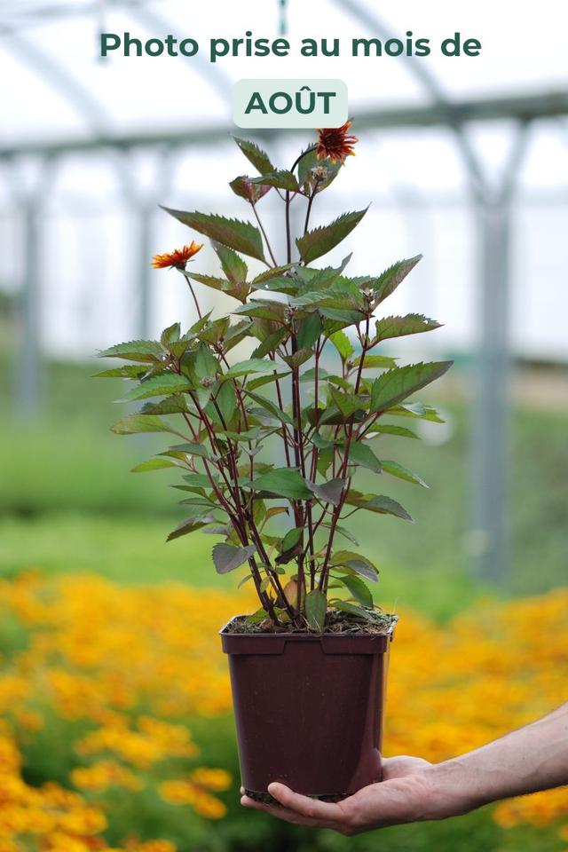 Heliopsis 'Funky Spinner ?' - En pot de 3 litres