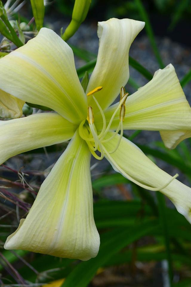 Hémérocalle 'Heavenly ghostrider' - En pot de 2 litres