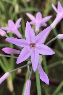 Ail d'Afrique du Sud 'Silver Lace' - En pot de 3 litres