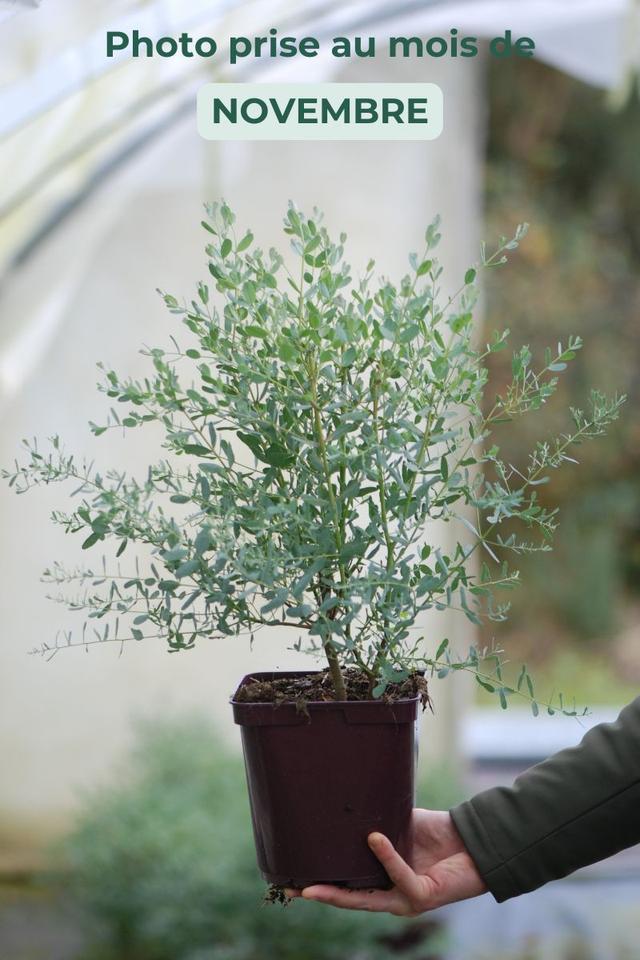 Eucalyptus gunnii 'France bleu ?' - En pot de 3 litres