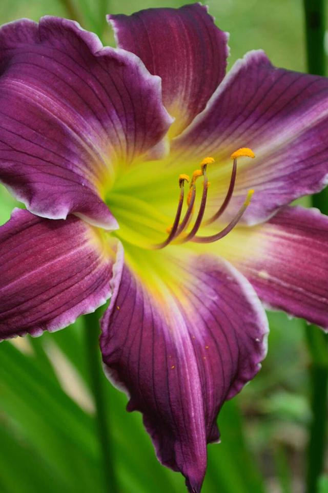 Hémérocalle 'Jardin de l'Aber Benniget' - En pot de 2 litres