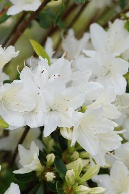 Azalée du Japon 'Schneewittchen' - En pot de 3 litres