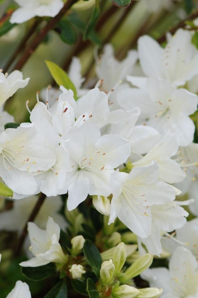 Azalée du Japon 'Schneewittchen' - En pot de 3 litres