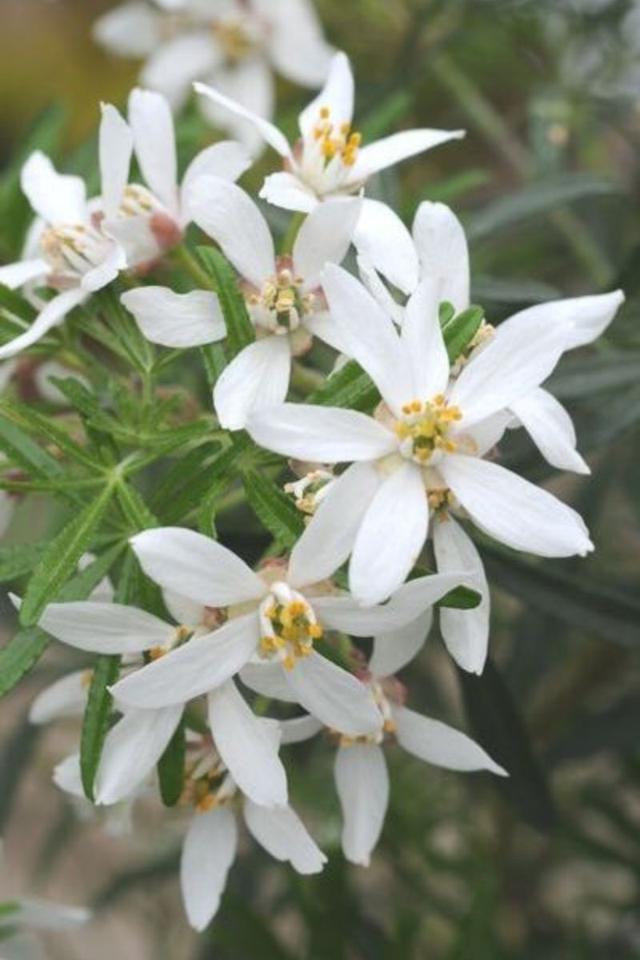 Oranger du Mexique 'White Dazzler ?' - En pot de 5 litres