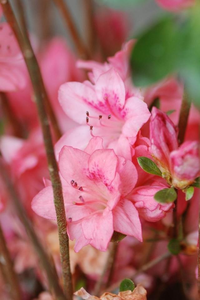 Azalée du Japon 'Blaauw's Pink ' - En pot de 3 litres