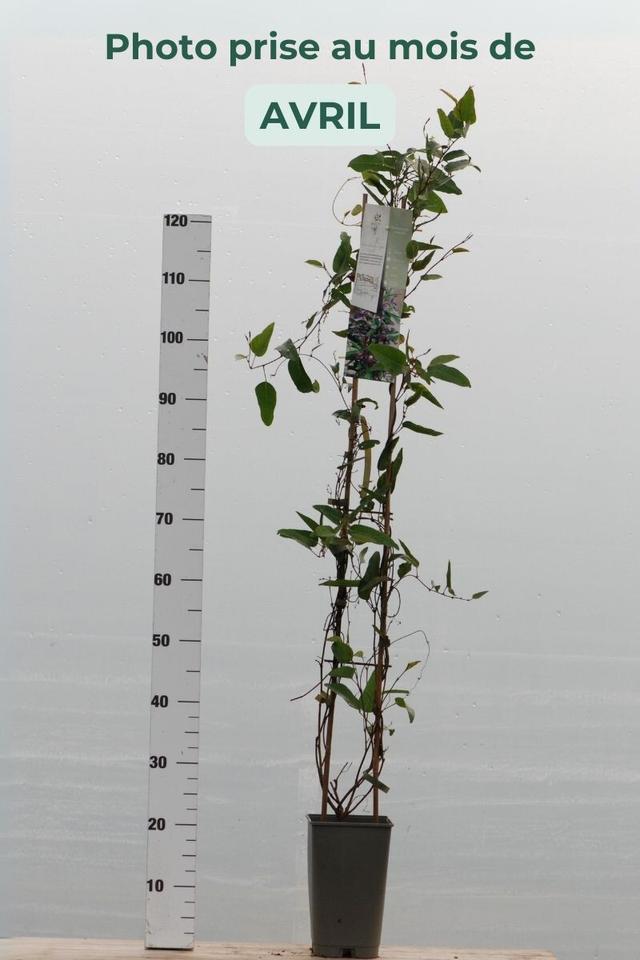 Hardenbergia violacea - En pot de 3 litres