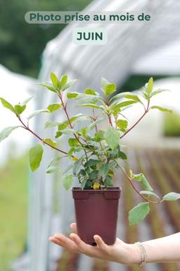 Laurier Tin 'Gwenllian' - En pot de 1 litre