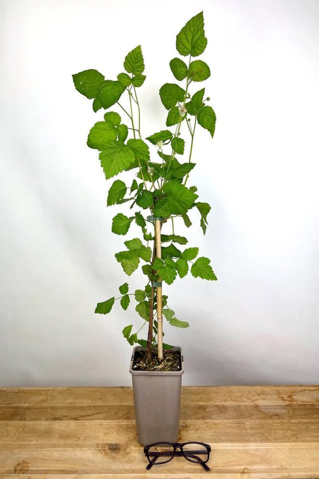 Mûrier tayberry 'Buckingham' - En pot de 1,5 litres