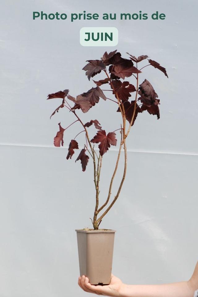 Cassis 'Black N Red' - En pot de 1,5 litres