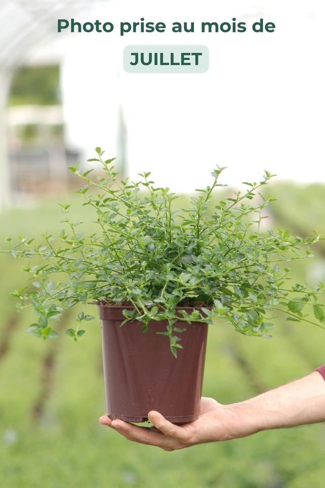 Lilas de Californie 'Repens' - En pot de 3 litres