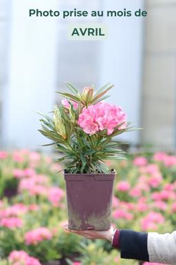 Rhododendron 'Ana' - En pot de 5 litres