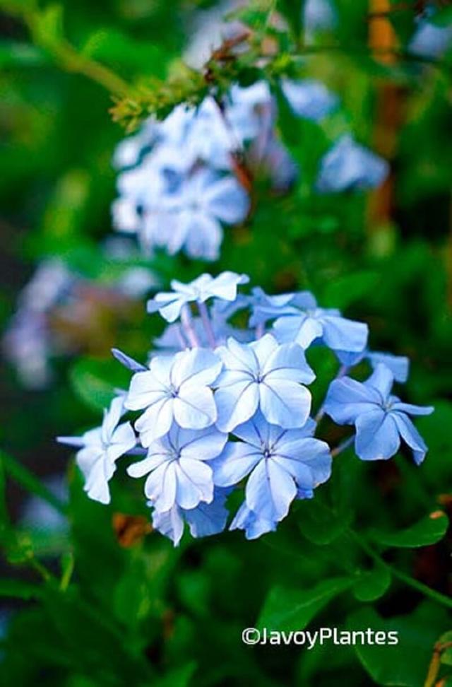 Plumbago capensis - En pot de 3 litres