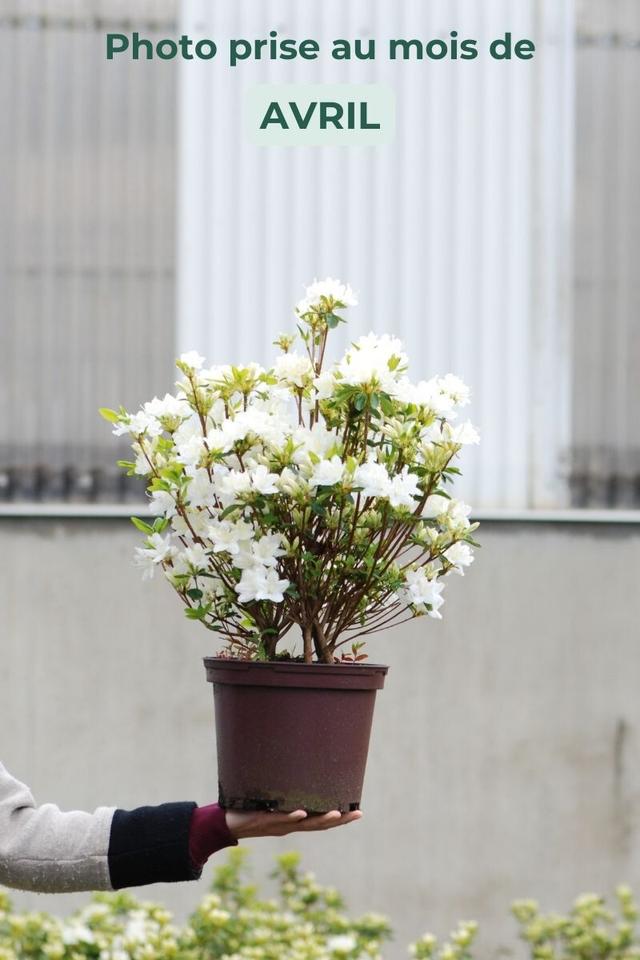 Azalée du Japon 'Schneewittchen' - En pot de 5 litres