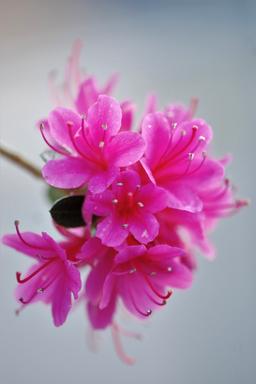 Azalée du Japon 'Amoena' - En pot de 5 litres