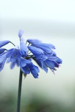 Agapanthe 'Ever Sapphire' - En pot de 3 litres