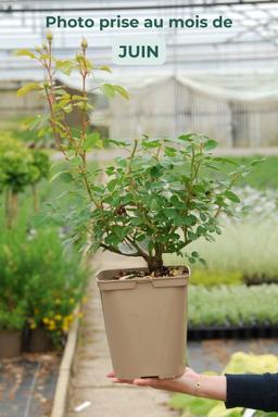 Rosier David Austin 'Desdemona' ? - En pot de 5 litres