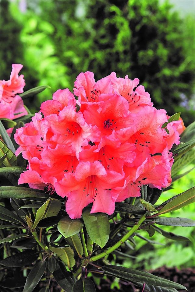 Rhododendron 'Tortoiseshell Orange' - En pot de 5 litres