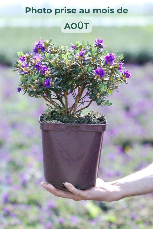 Rhododendron 'Azurro' - En pot de 4 litres