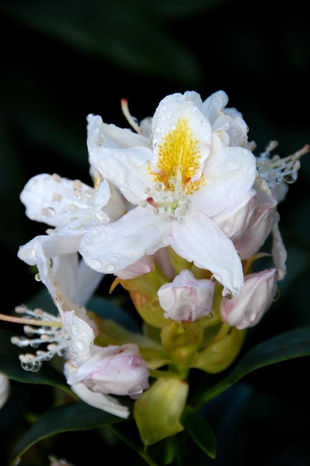 Rhododendron 'Mme Masson' - En pot de 5 litres